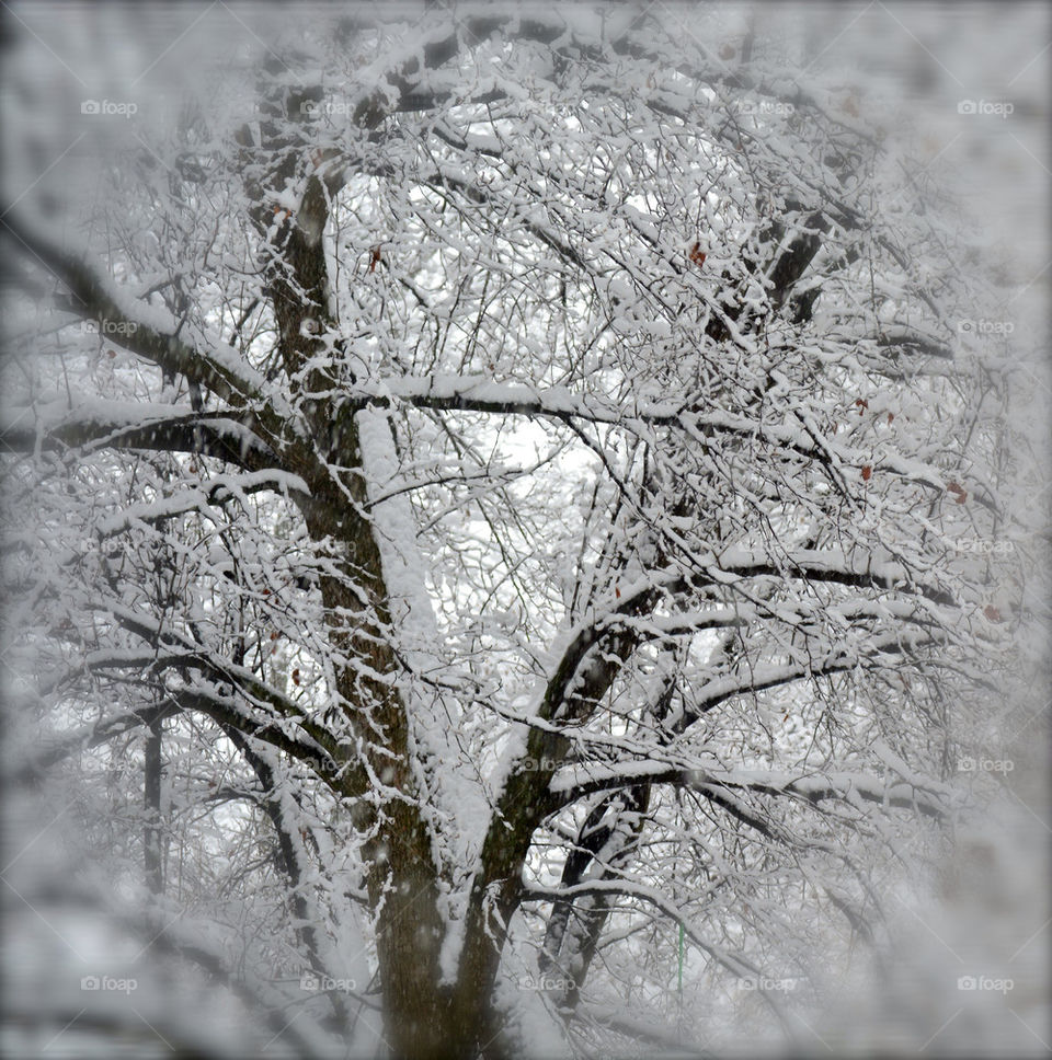 Tree snow