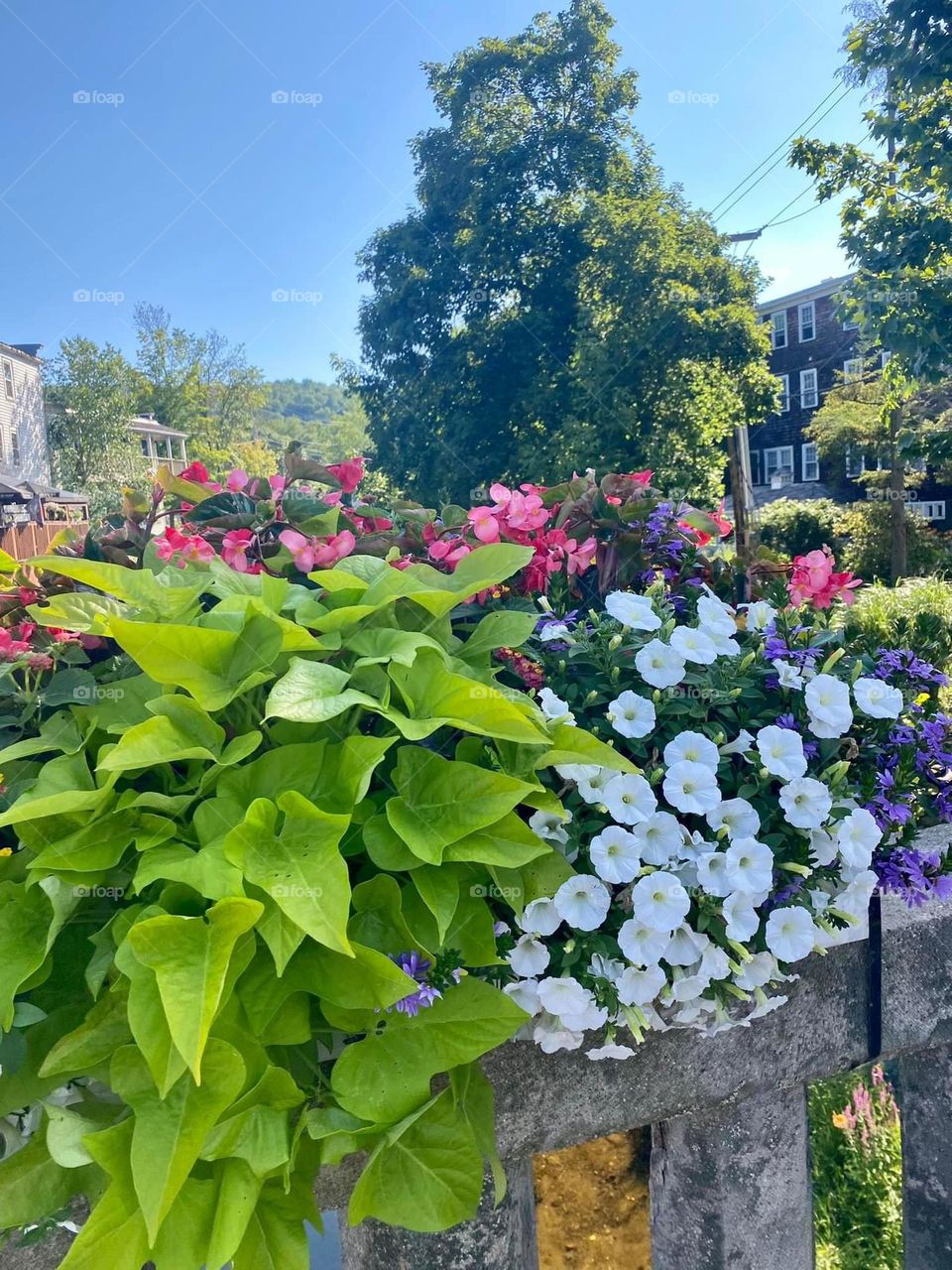 A green, light blue, and pink group of plants and flowers line a fence in a quiet northeast town on a sunny summer afternoon. 