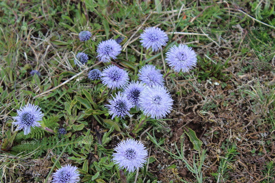 Blue flowers. Alvaret is a UNESCO World Heritage Site located on the island of Öland in Sweden. It's famous for its unique flora.