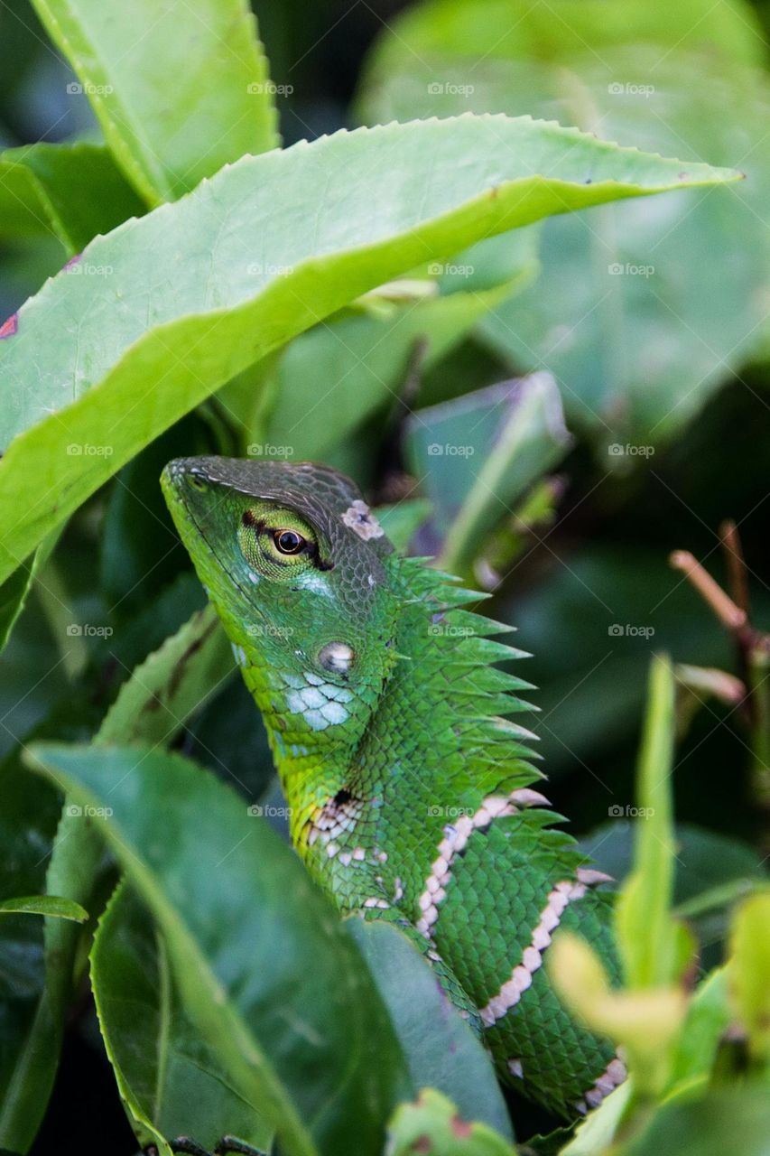 green lizard