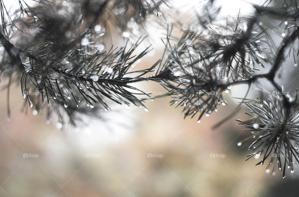 Yellow light glowing through the pine tree branches with water droplets and bokeh
