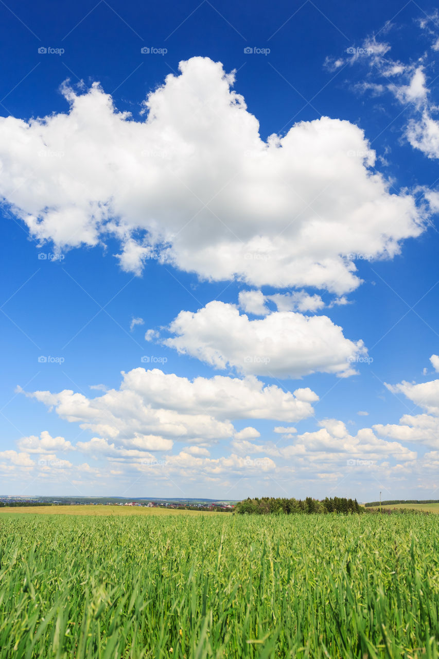 Summer landscape with clouds and wheat field