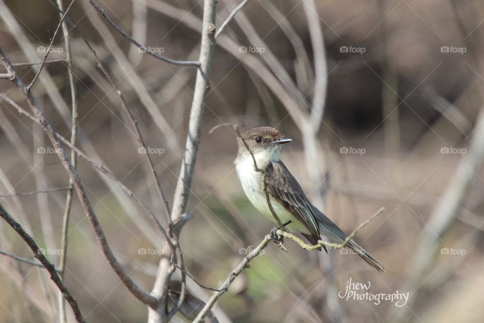 Western Kingbird