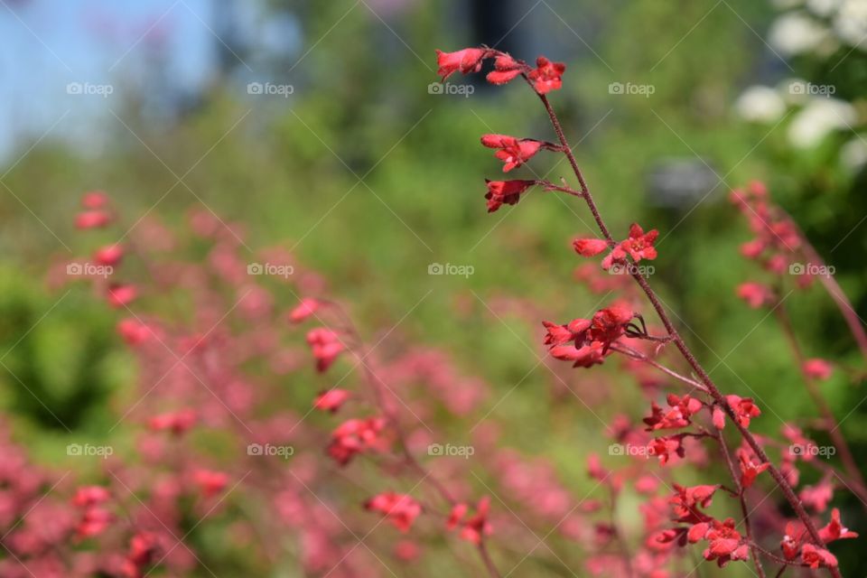 Red bells. Wind