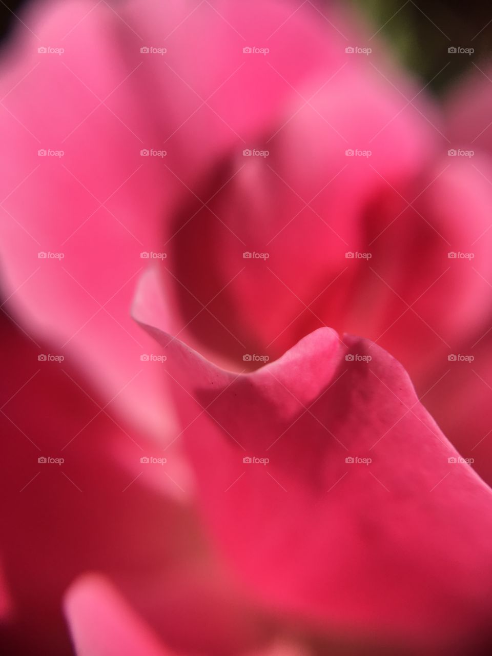 Tiny rose closeups