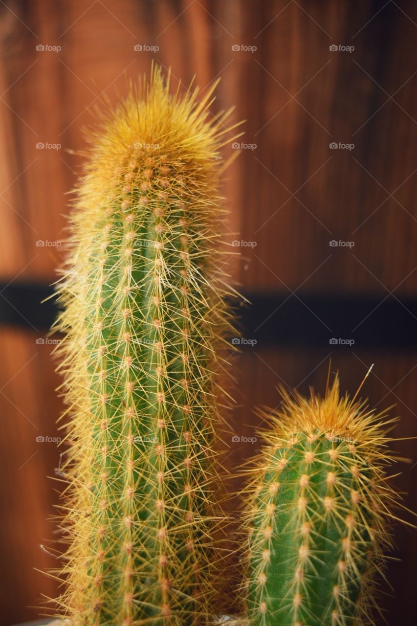 Cactus