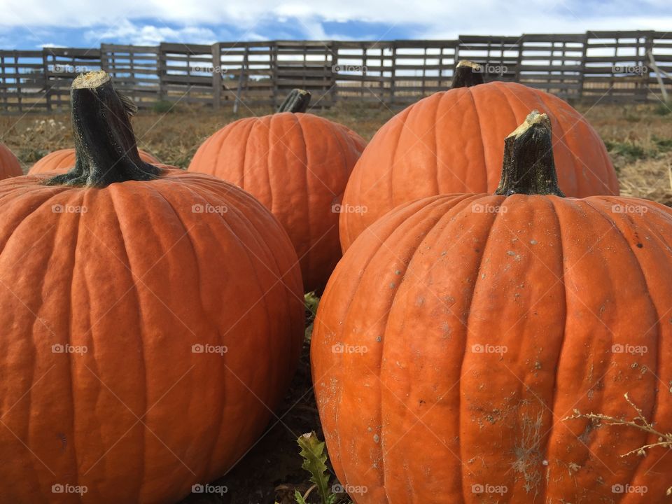 Pumpkins on farm