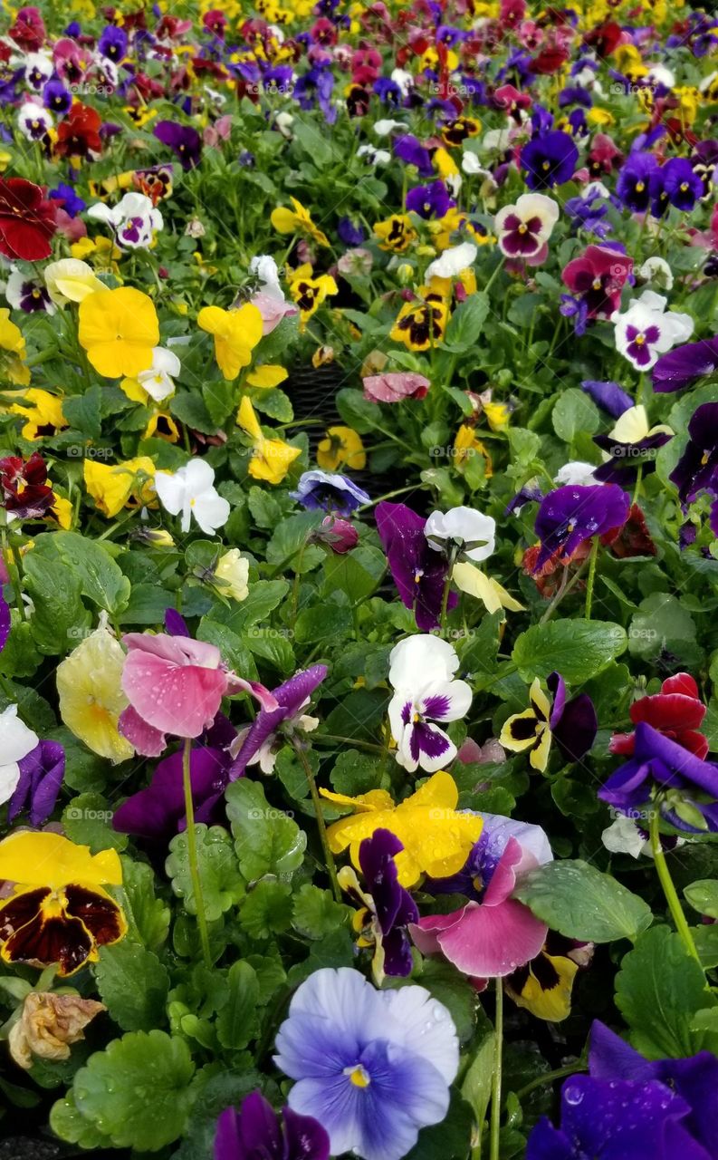 Pansies ~  As Far As The Eye Can See