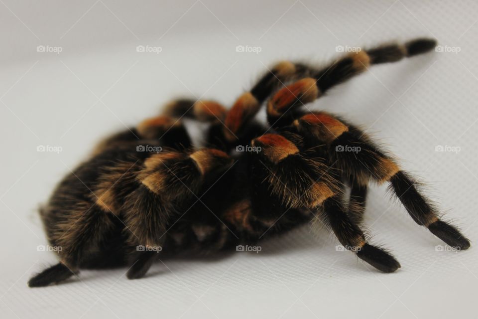 red and black spider on white Background