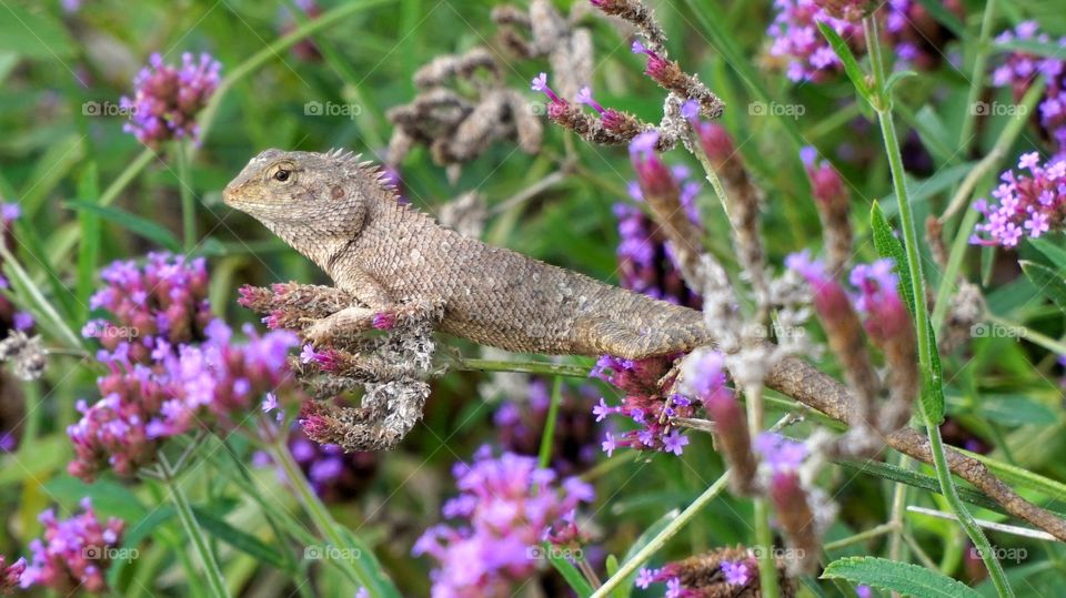 chameleon with flowers