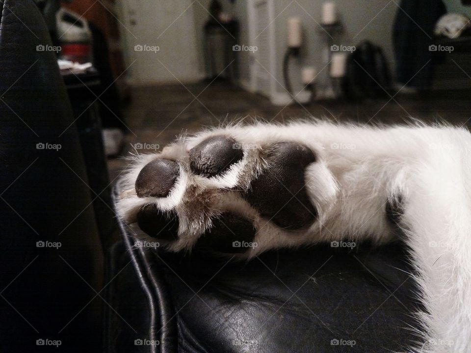 Paw