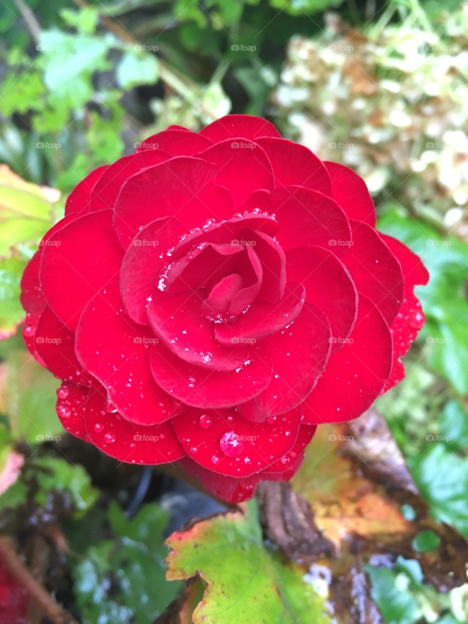 A bright red flower with rain drops.