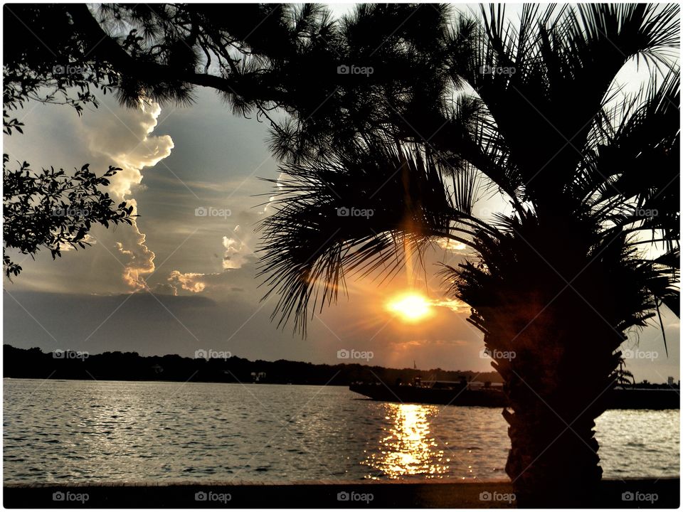 Palm silhouette . Golden sunset 