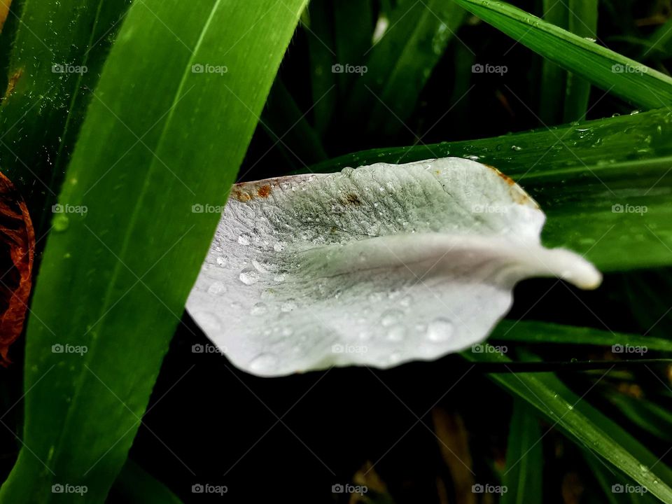Apple Petal fallen on grass