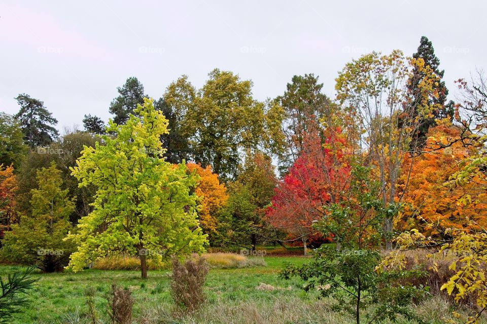 autumn tree in the park