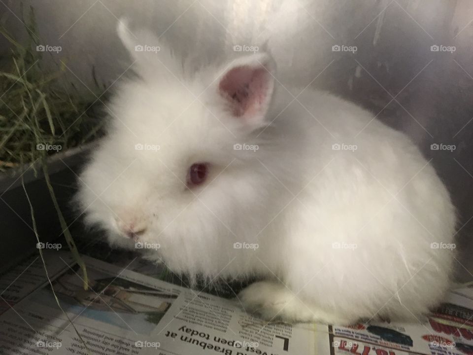 Closeup of rescued White Angora Bunny with pink eyes at local shelter ready for adoption 