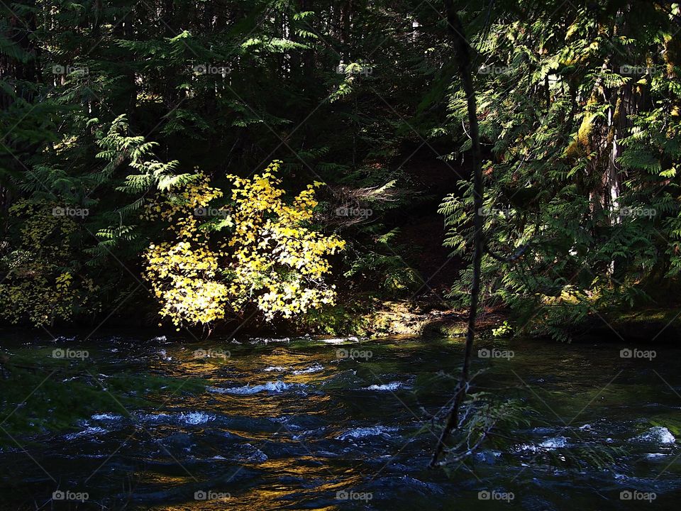 Sun rays penetrate the thick trees of the forests around Western Oregon’s McKenzie River and beautifully illuminate the water and surrounding trees on the banks of the river on a fall day. 