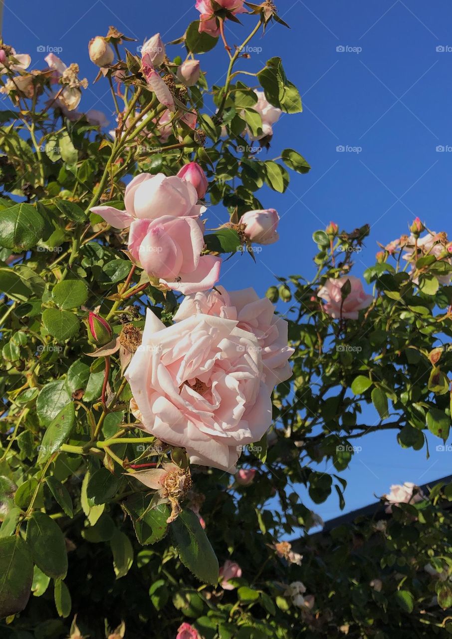Pink roses with a blue sky