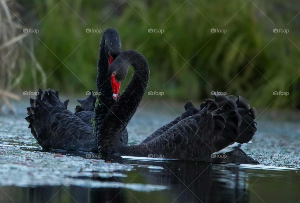 Black Swan Making Love