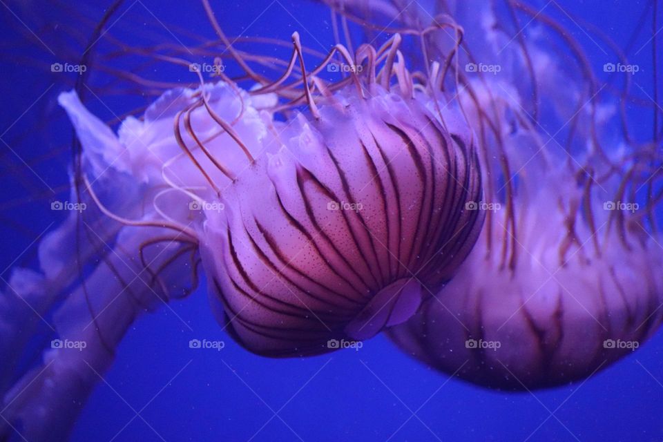 Jellyfish