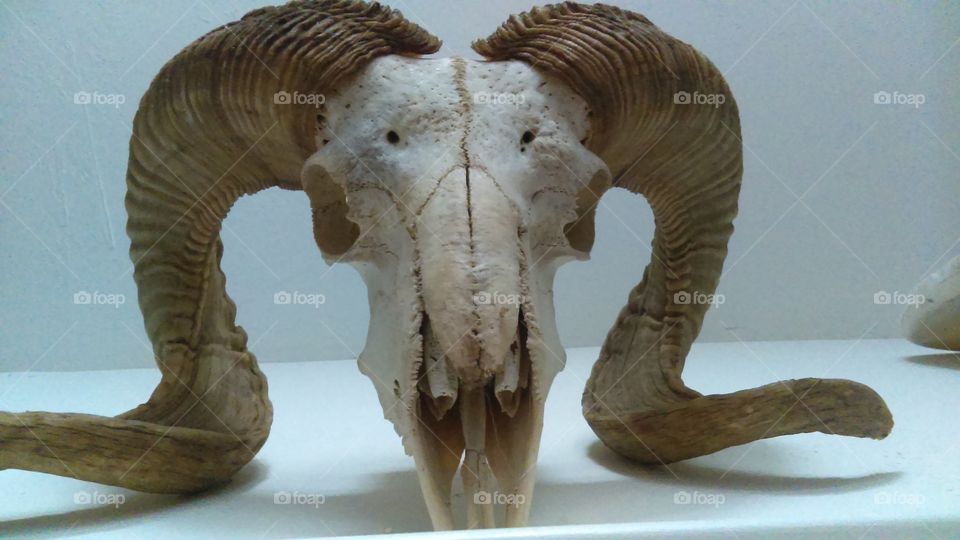 Large mounted skull