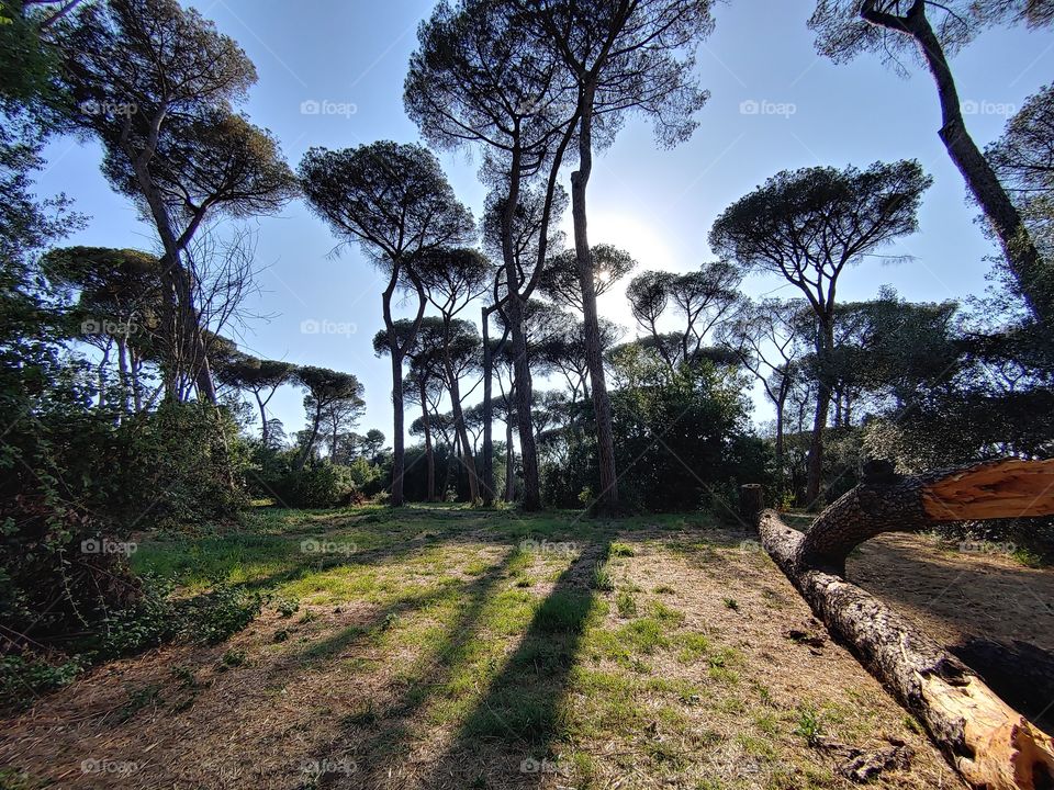 Between the lines of nature lie infine patterns, a complex entanglement of substance and imagination which from the microscopic bursts into the sight of reality. the shadow of the trees standing on the sky background, make us feel so small and lucky.