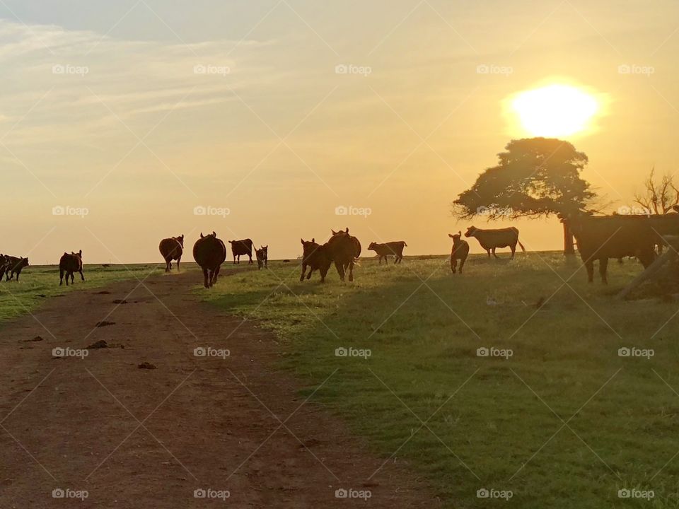 Sundown scenery with cows