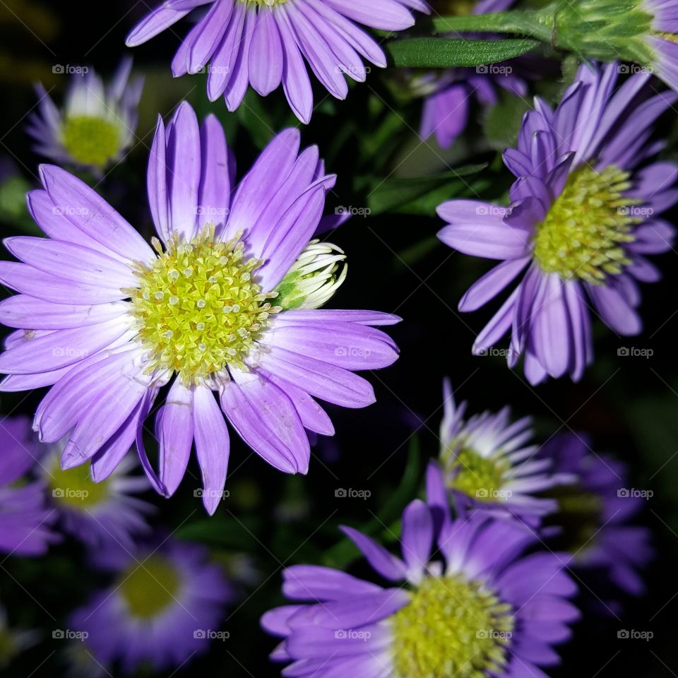 Purple Flowers