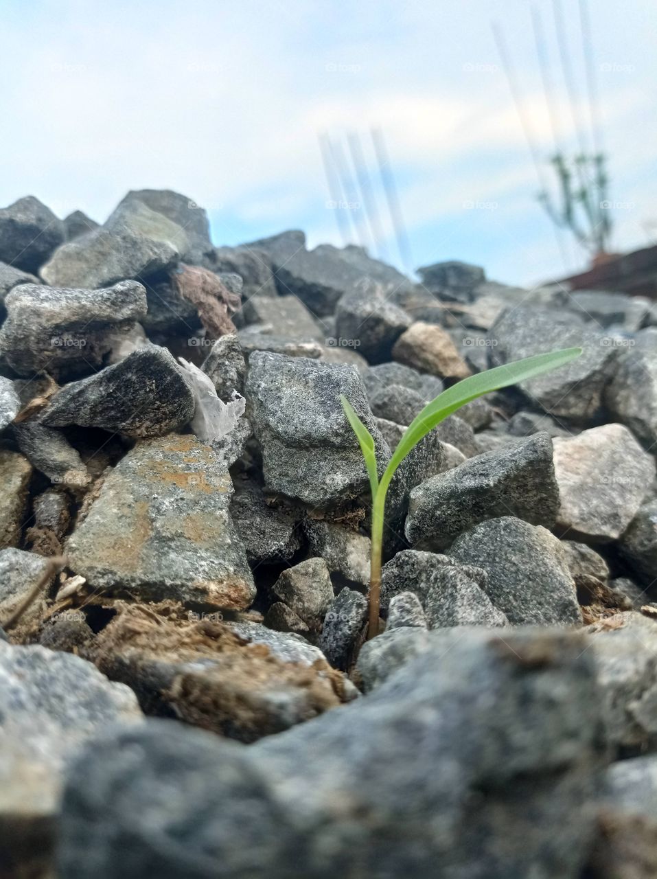 small growing plantin difficult situation