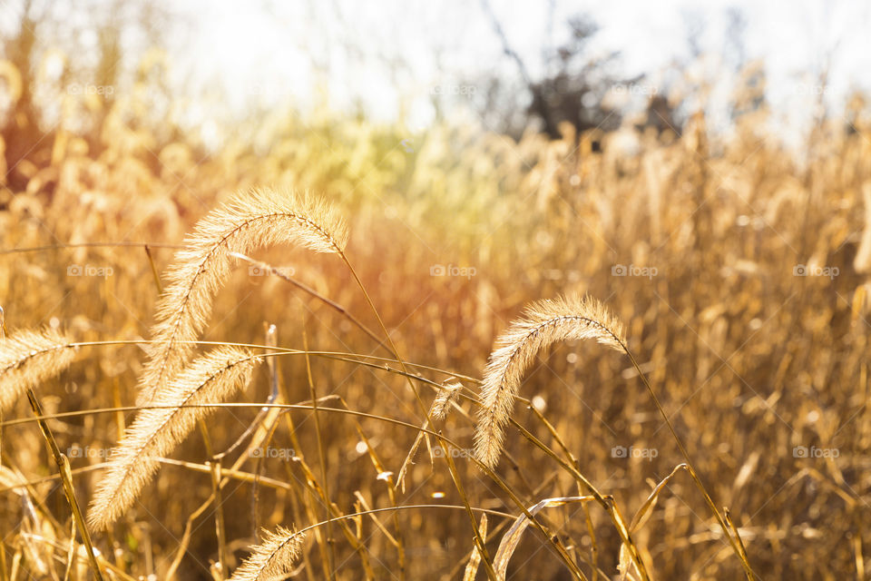 Wheat field