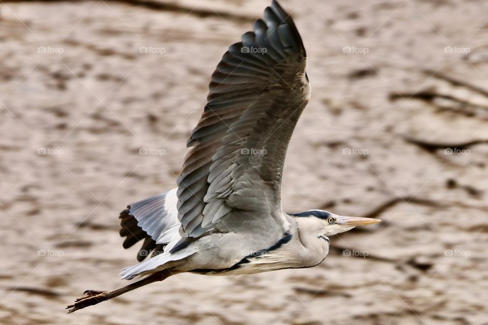 Gray heron