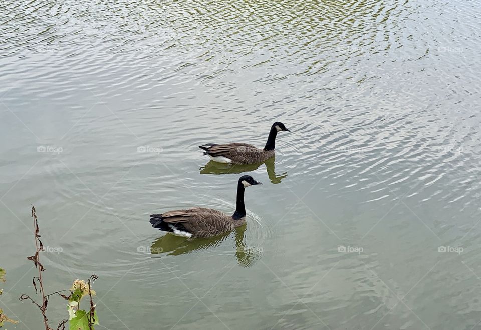 Two ducks in river water 