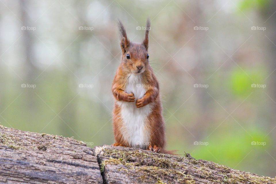 Close-up of a red squirrel standing on wood