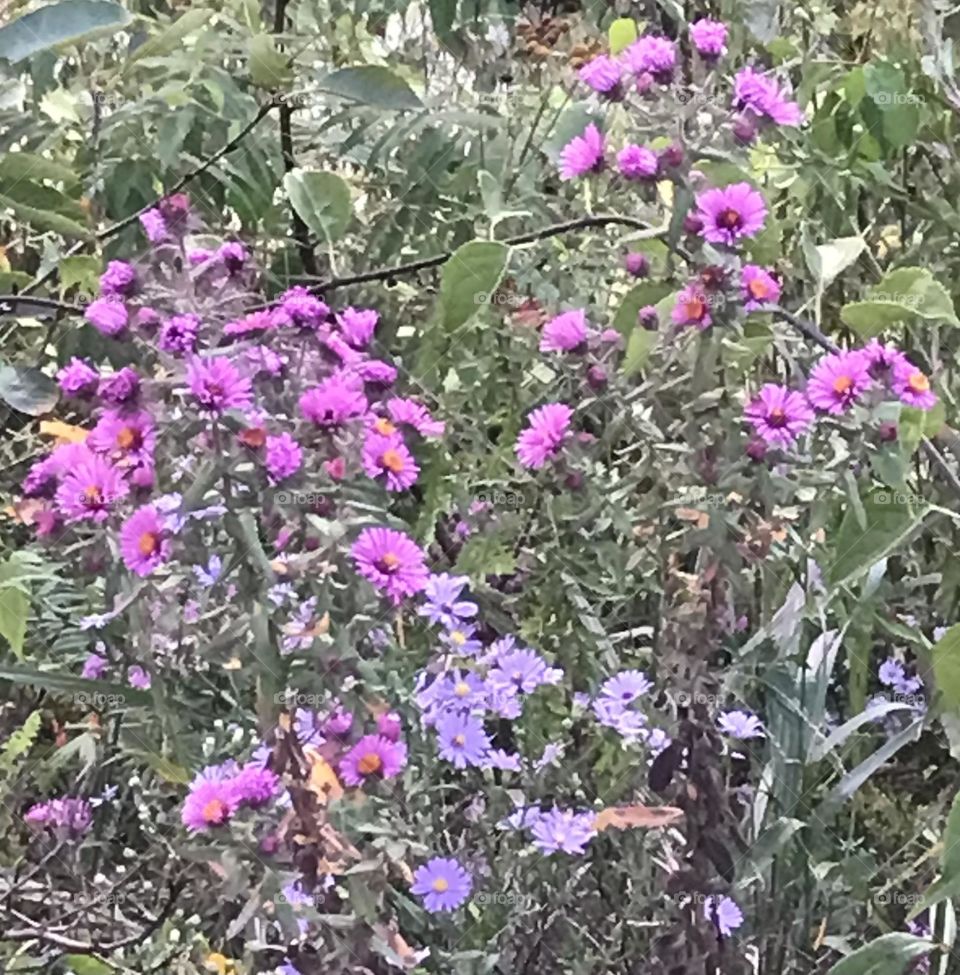 Wild Asters 