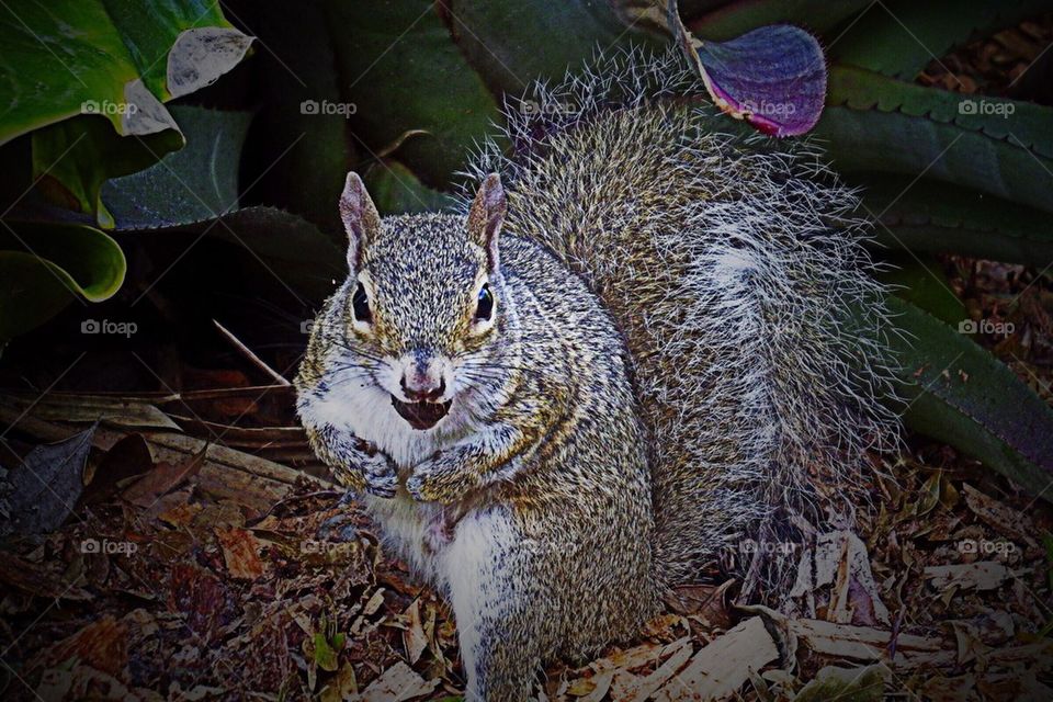 Squirrel with nut