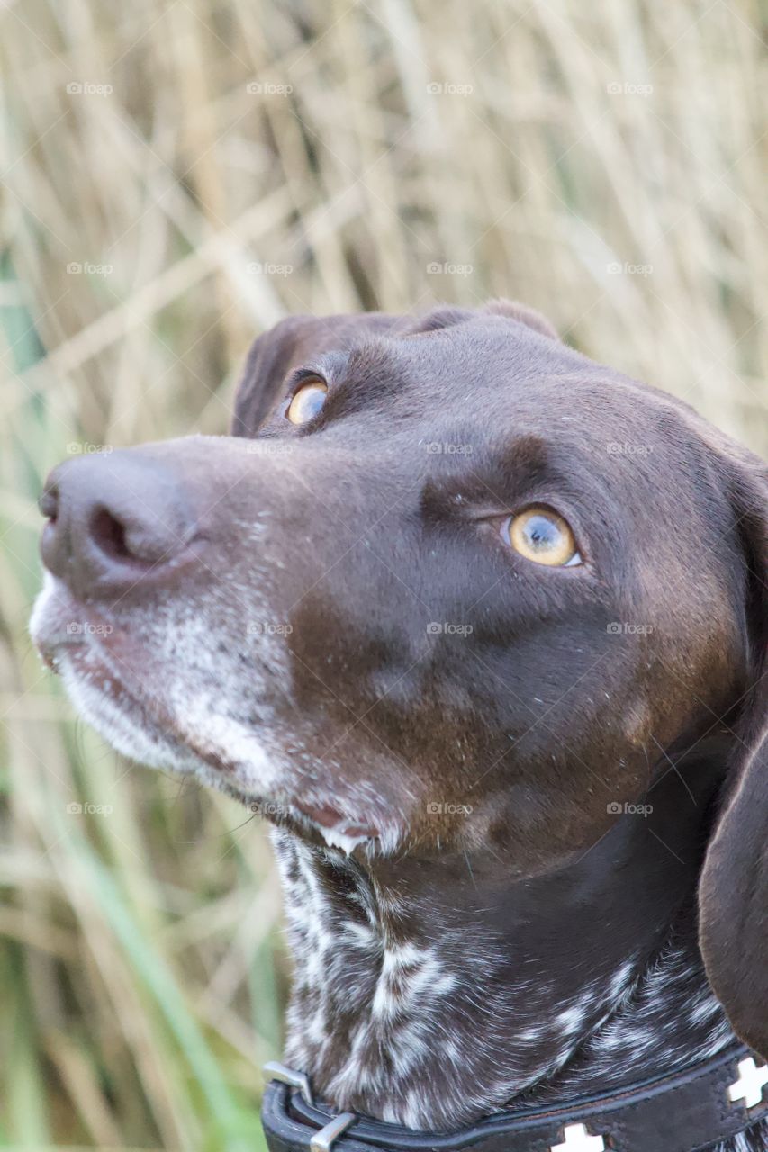 Dog Looking at the Kamera