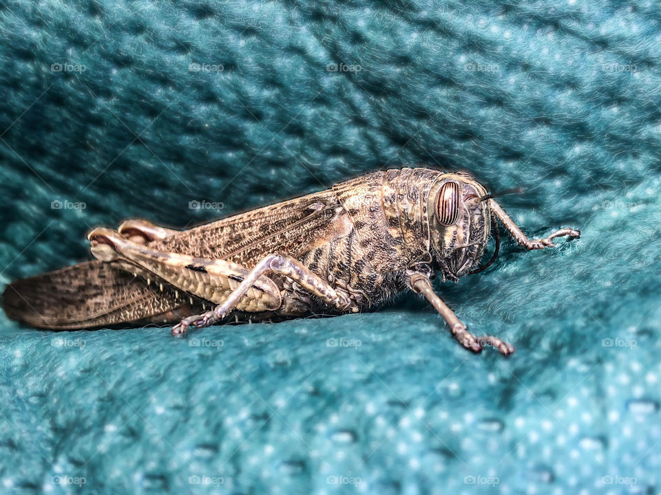 Egyptian grasshopper takes a rest on green canvas