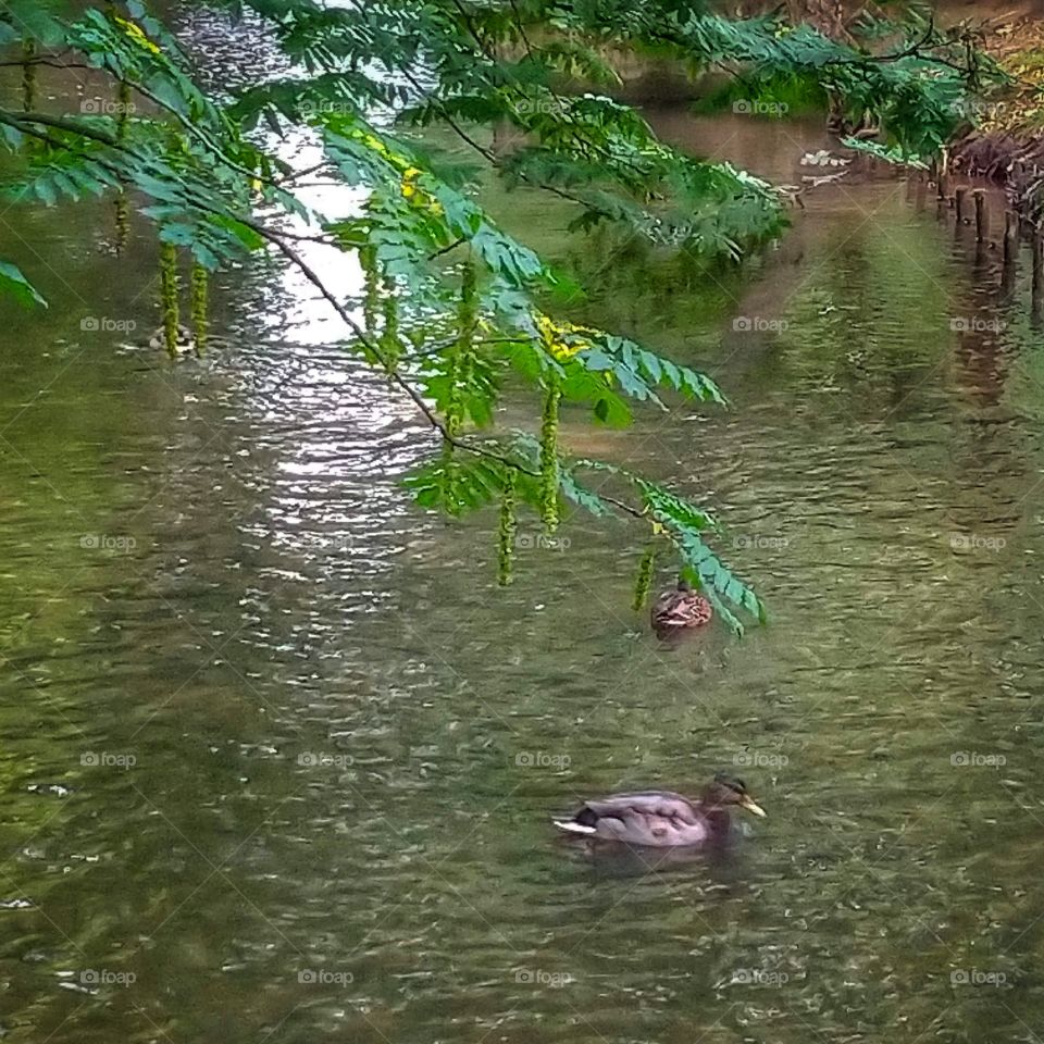 Gdańsk Oliwa park