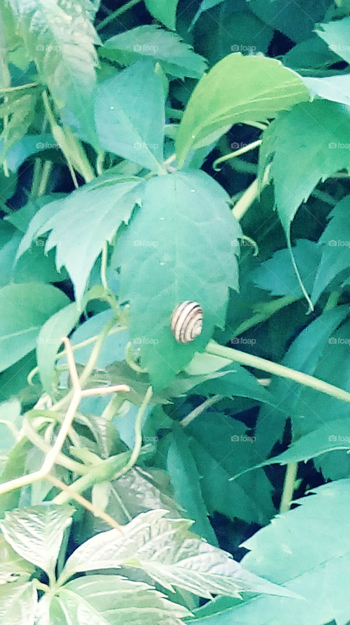Snail in the green