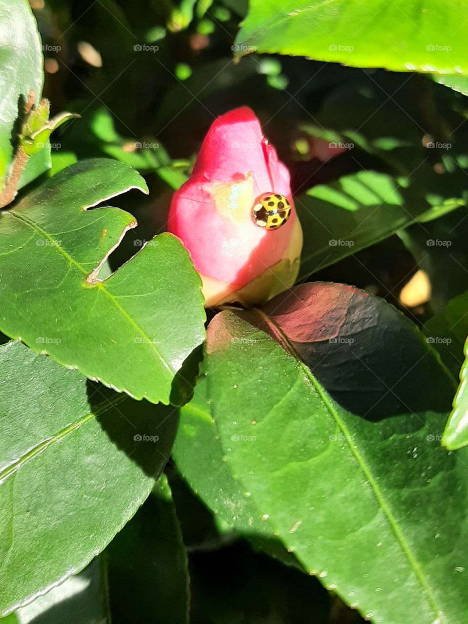 Camellia with ladybug