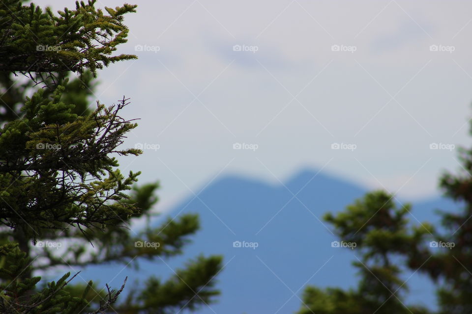 A tall pine tree standing in front of mountains in the distance
