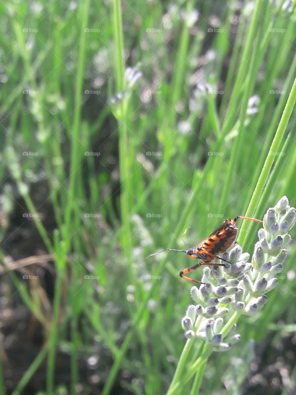 insect eating