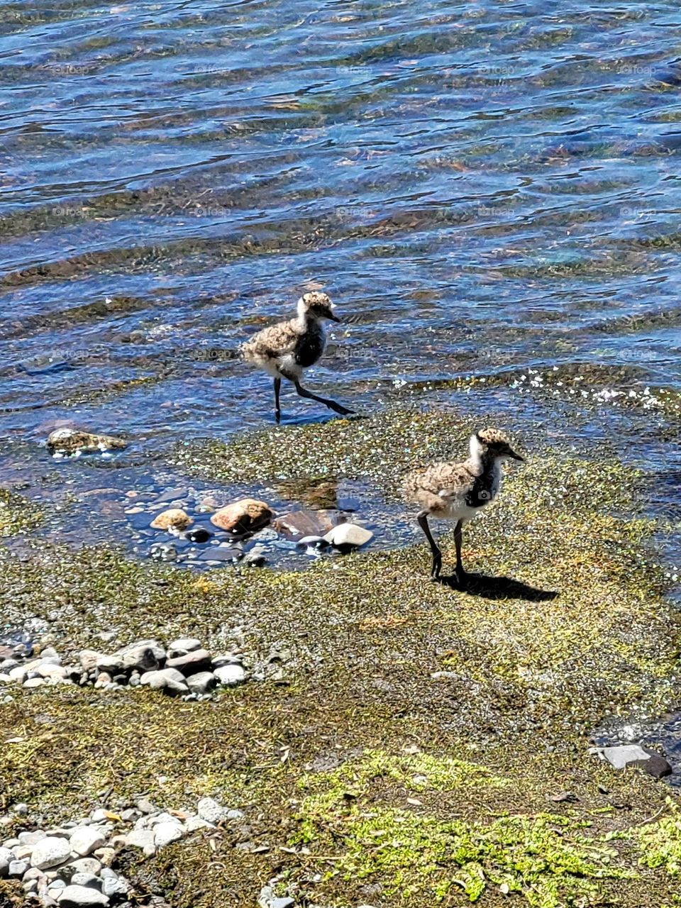 coming out of the water