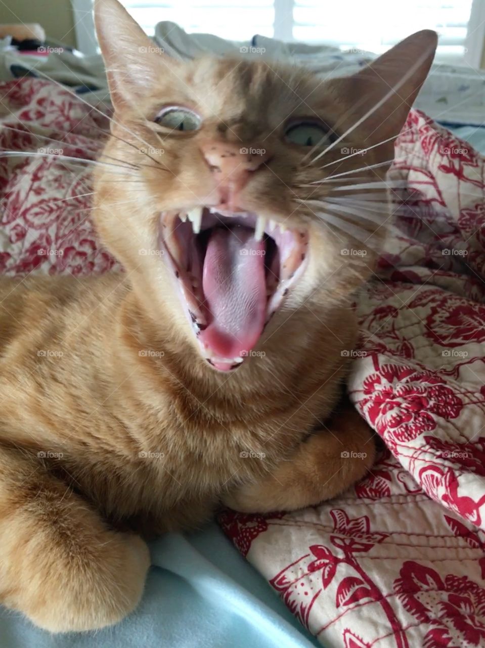 Ginger kitty yawing with big mouth 