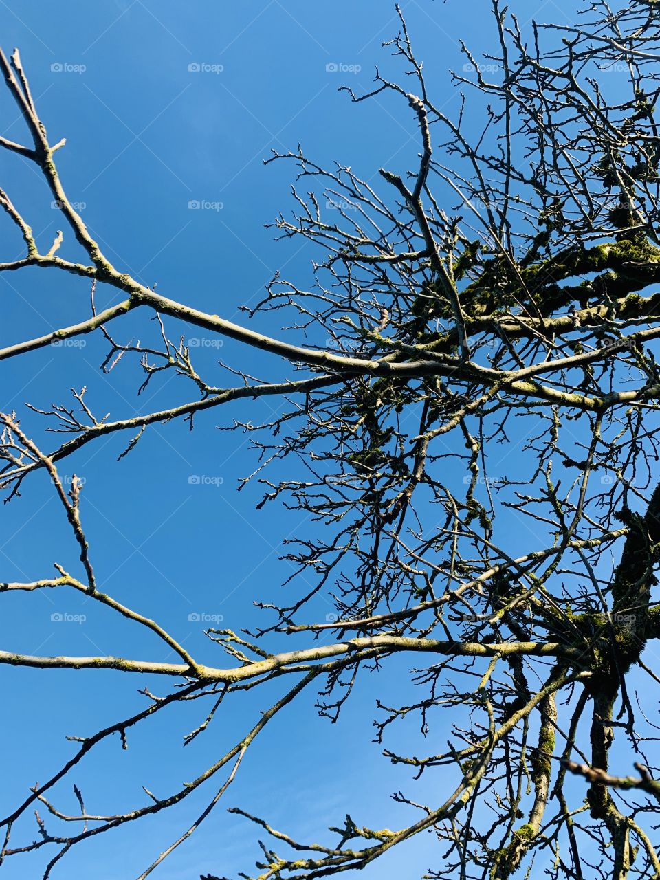 Tree and sky close up