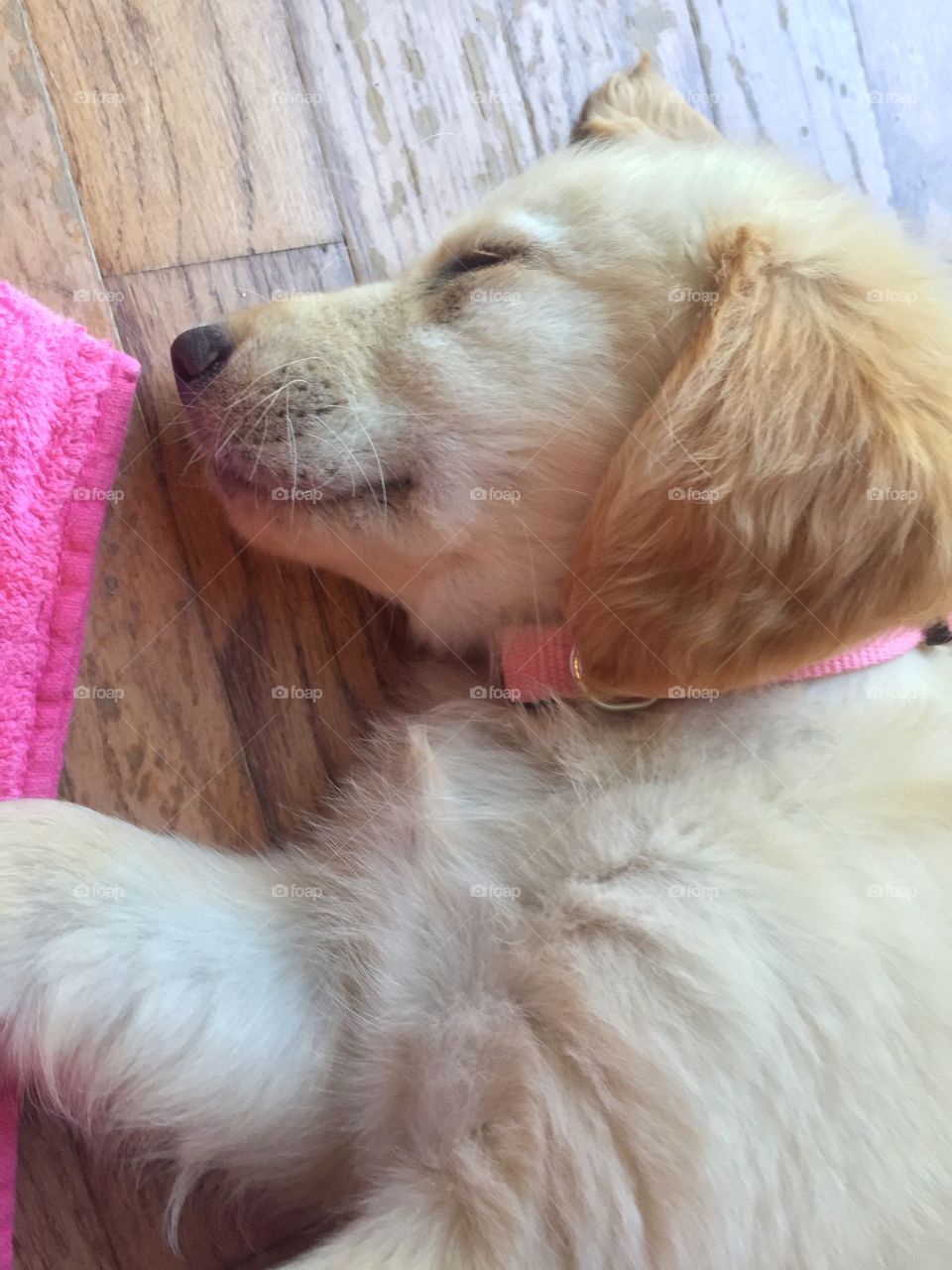 Golden retriever puppy 