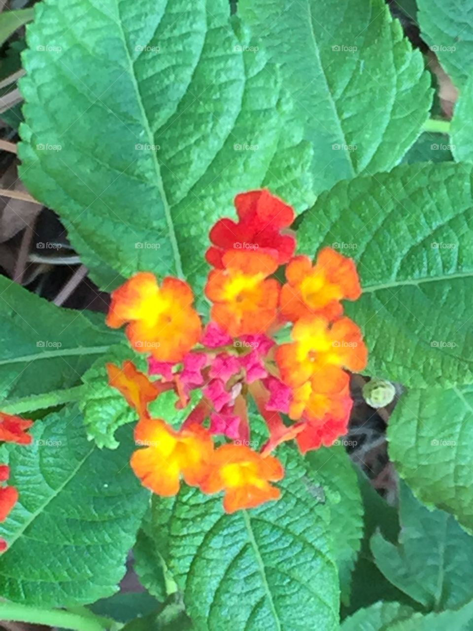 Lantana