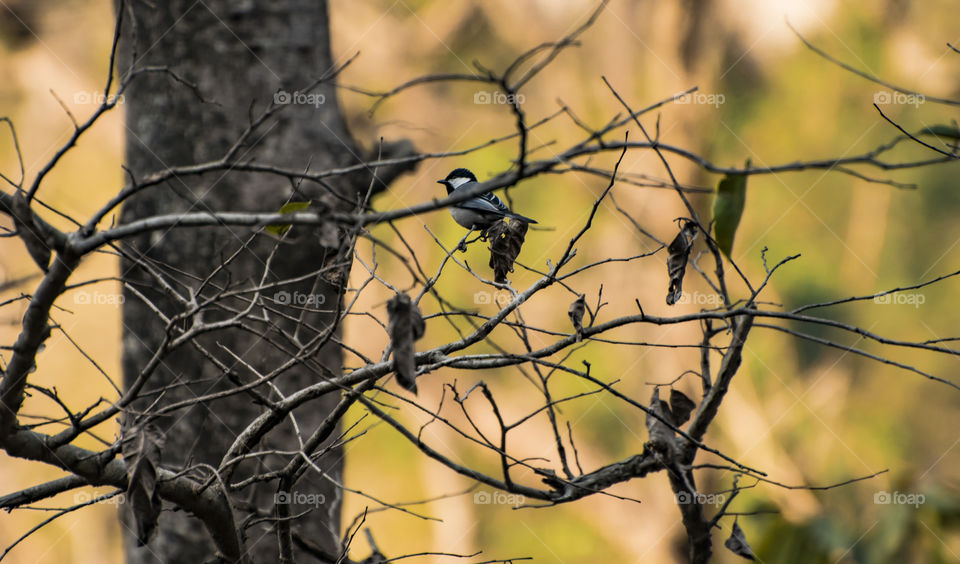 Coal tit