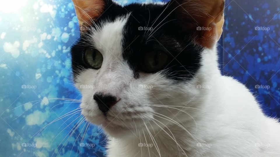 closeup of cay face. black and white cat with blue background