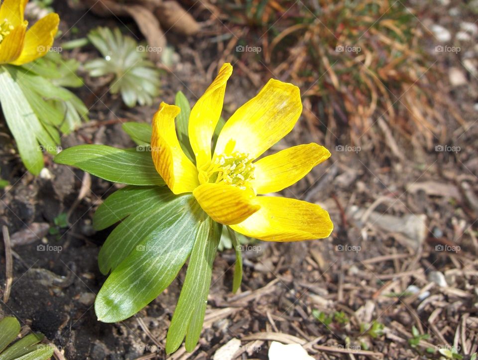 Yellow flower 